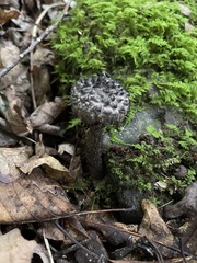 Nearly black shaggy Old-Man-of-the-Woods mushroom rising beside vivid moss and curled brown leaves