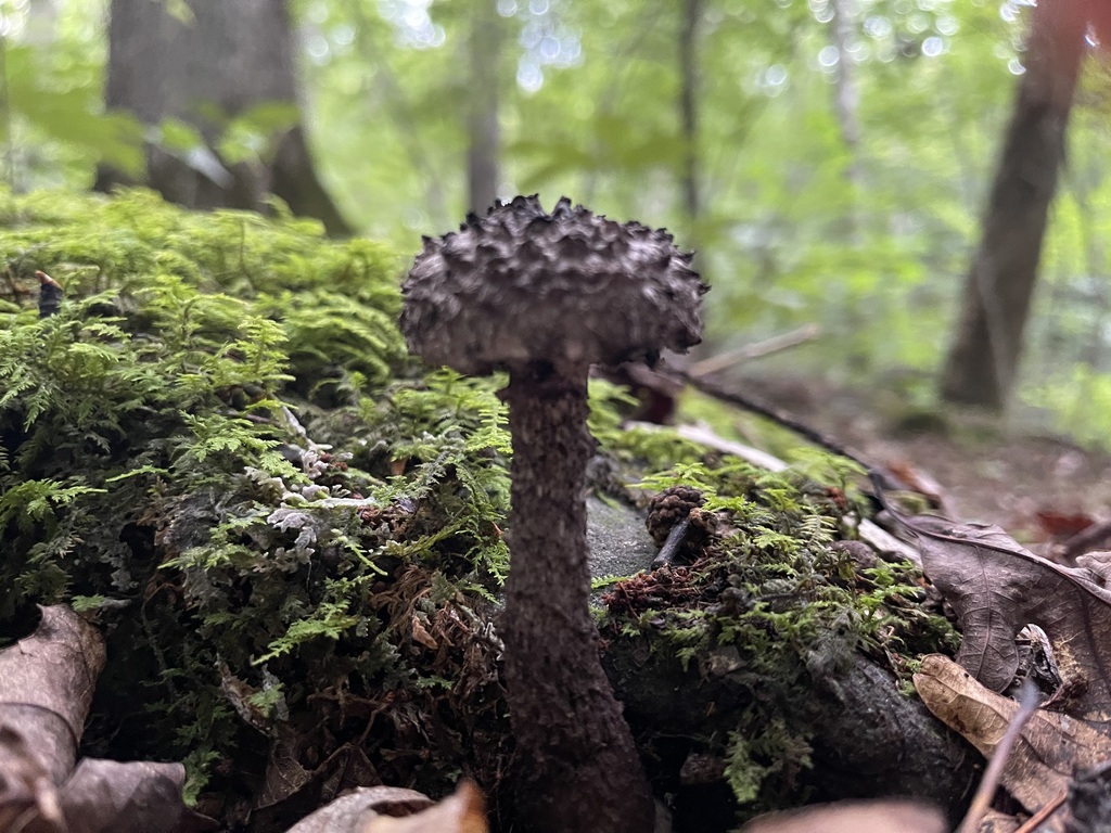 Old-Man-of-the-Woods — additional field view 2