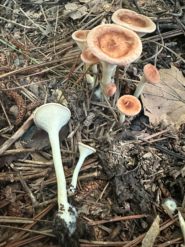 Common Funnel · August 2026 · photo: Photo: no rights reserved · iNaturalist