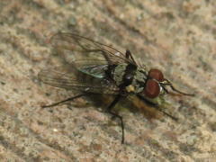 Anthomyia oculifera