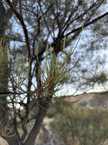 Mulga Acacia