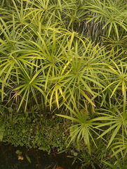 Cyperus alterniflorus