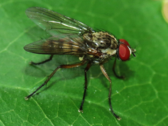 Hylemya alcathoe