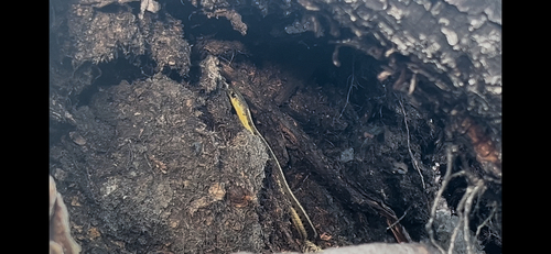 Common Garter Snake