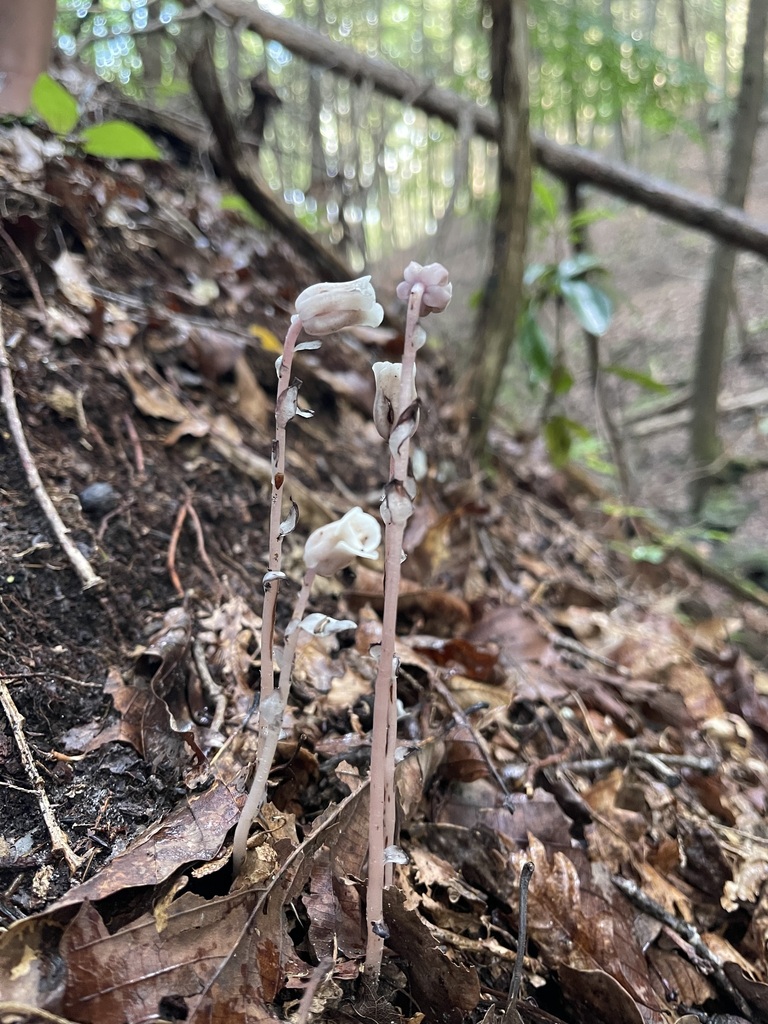 Ghost Pipe — complete plants on the wooded slope