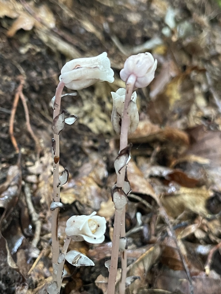 Ghost Pipe — tall paired stems and open flowers
