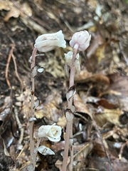 Ghost Pipe — tall paired stems and open flowers
