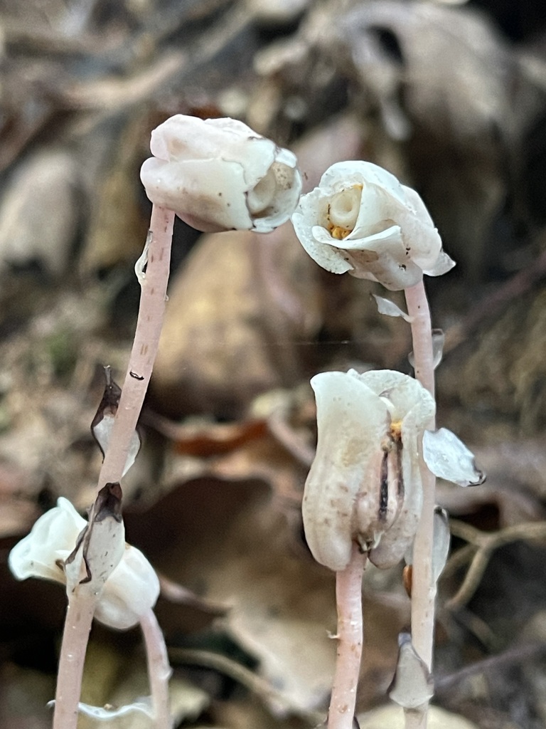 Ghost Pipe — close blush-white flower cluster