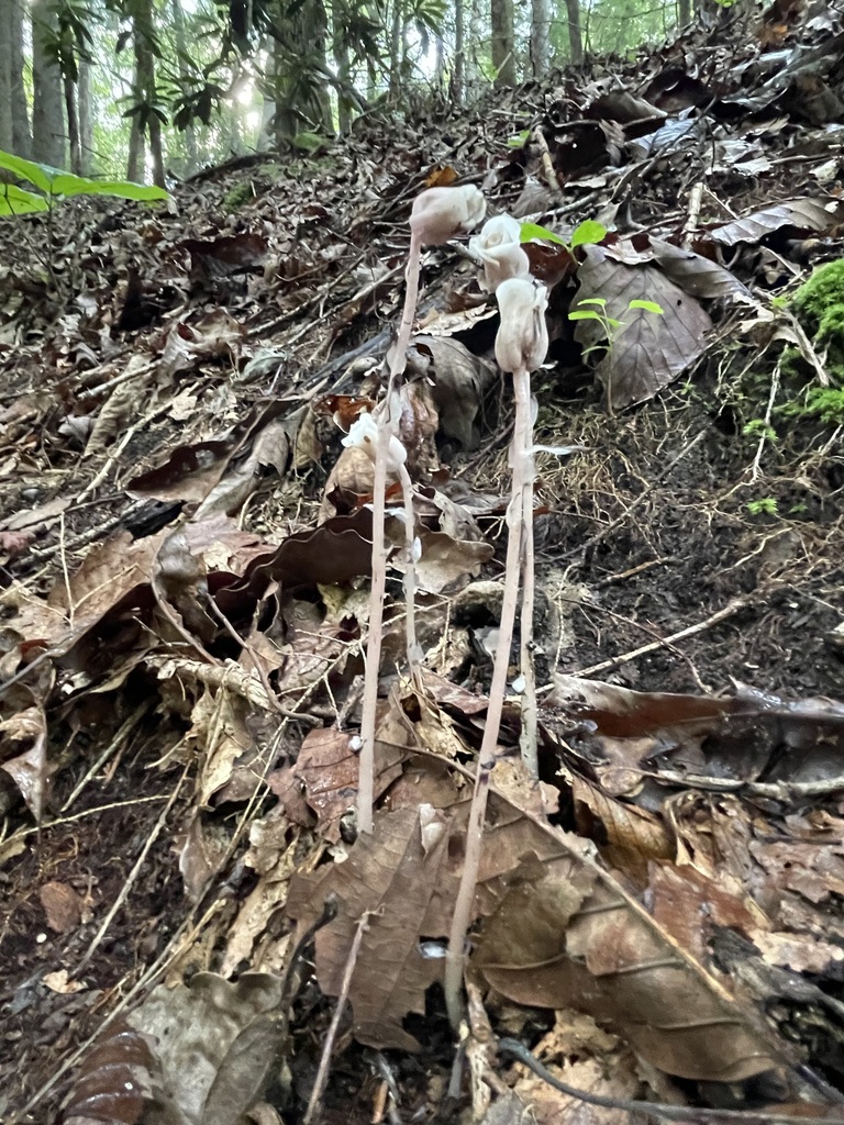 Ghost Pipe — full-height forest-floor view at Laurel