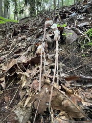 Ghost Pipe — full-height appalachian habitat view
