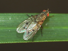 Anthomyia ochripes