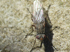 Fucellia rufitibia