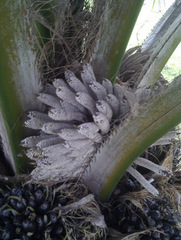Elaeis guineensis