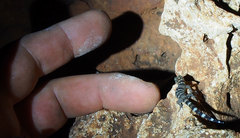 Sphaerodactylus copei