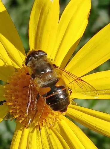 Common Drone Fly