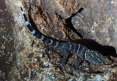 Sphaerodactylus copei
