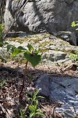 Trillium erectum