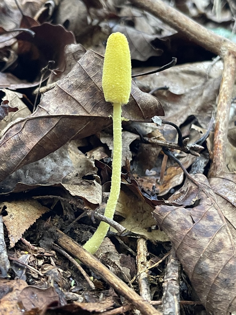 Fragile Dapperling — lead field view
