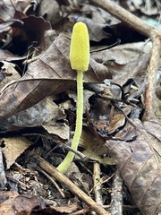 Lemon-yellow Fragile Dapperling rising from the forest floor