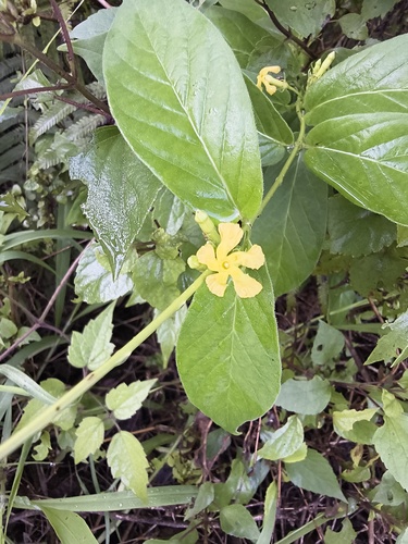 Mandevilla foliosa