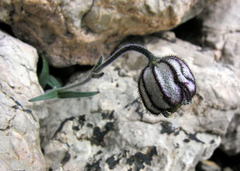 Silene uralensis
