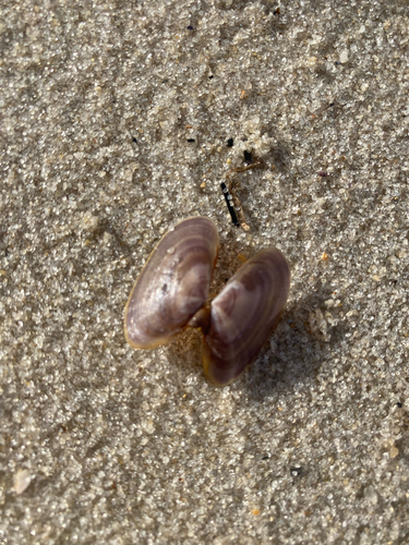Hiatula alba, 2026-08-07
