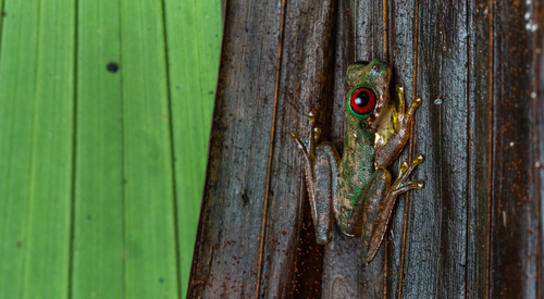 Rufous-eyed brook frog
