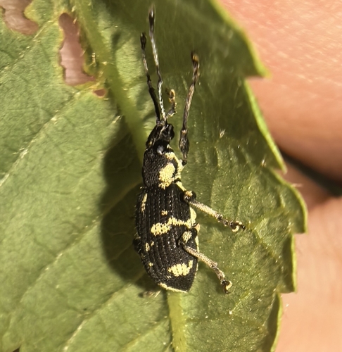 Myllocerinus viridiornatus