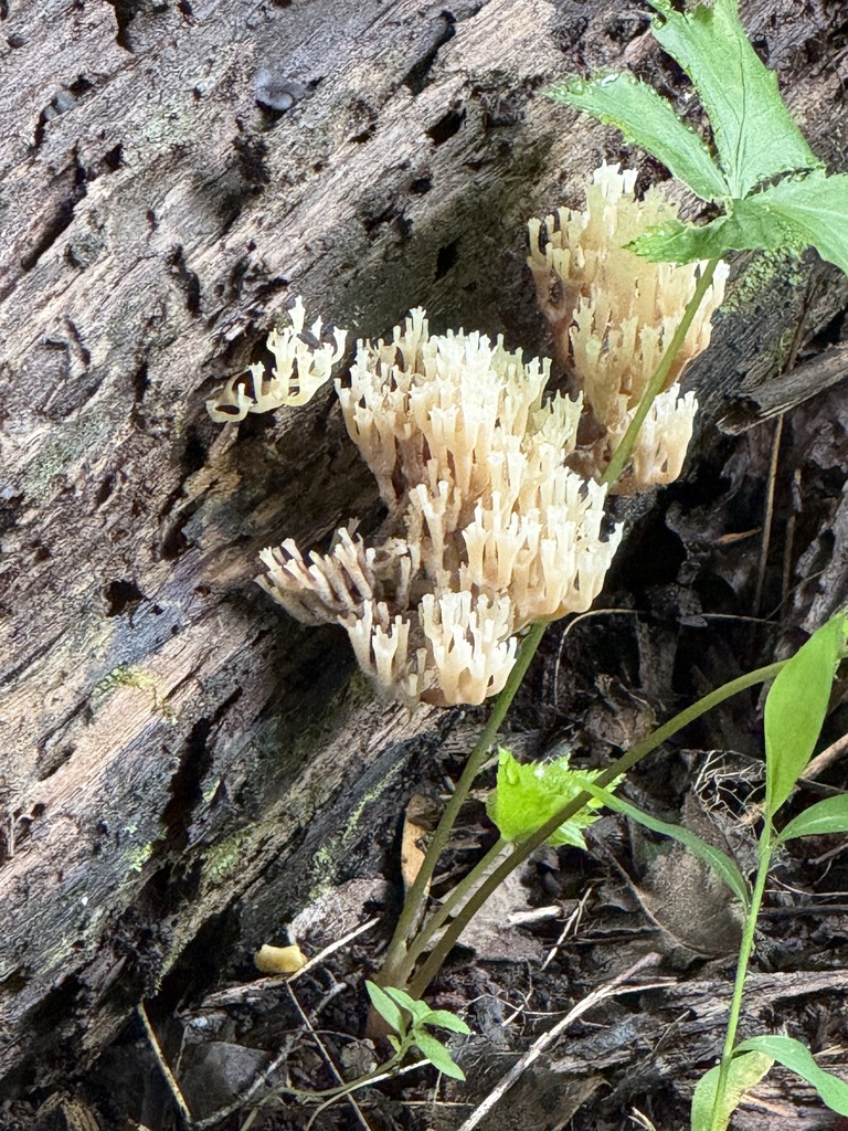 crown-tipped coral fungus · August 2026 · photo: Photo: (c) ladyjanaye, some rights reserved (CC BY) · iNaturalist