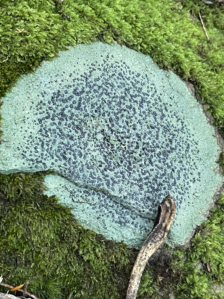 Smokey-Eyed Boulder Lichen — lead field view