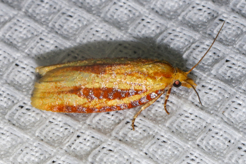 Three-streaked Sparganothis Moth photo 5