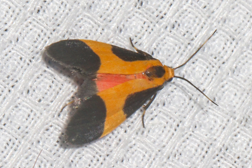Kentucky Lichen Moth photo 3