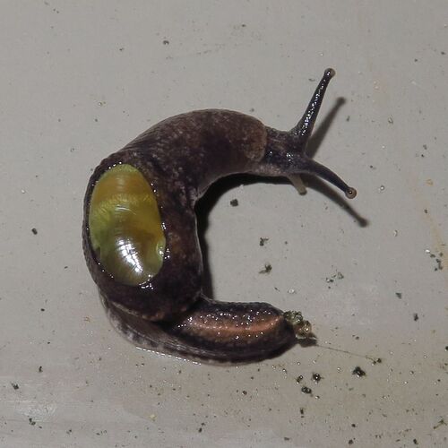 Yellow-shelled semi-slug