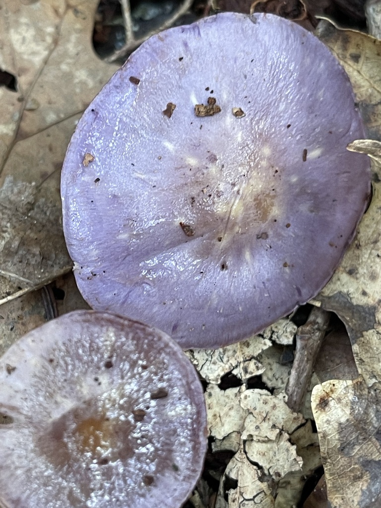 Viscid Violet Cort — lead field view