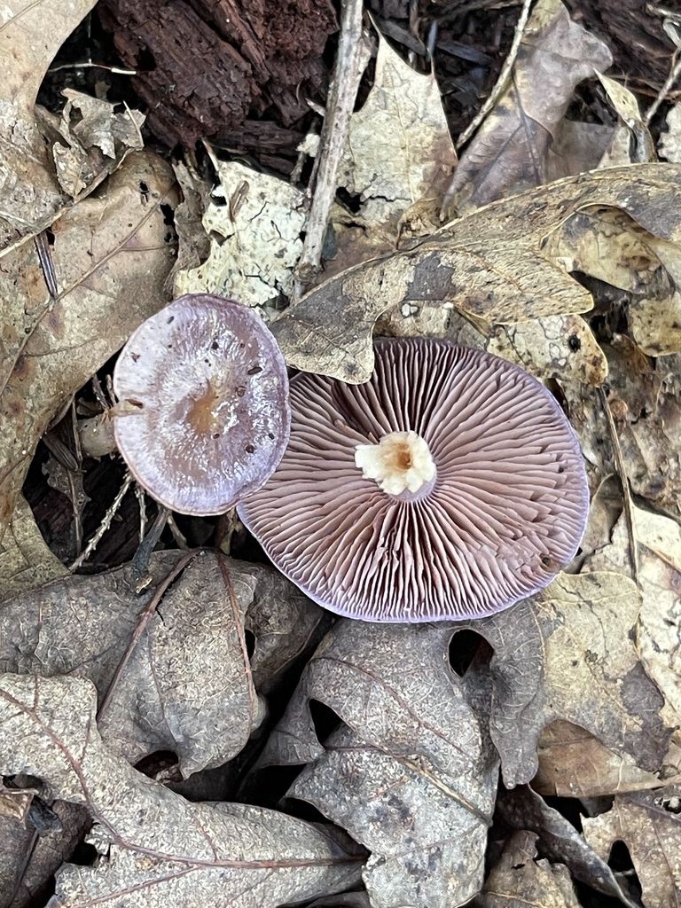 Viscid Violet Cort — additional field view 1