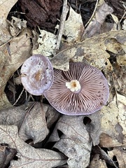 One lavender cap and one overturned Viscid Violet Cort showing smoky-purple gills