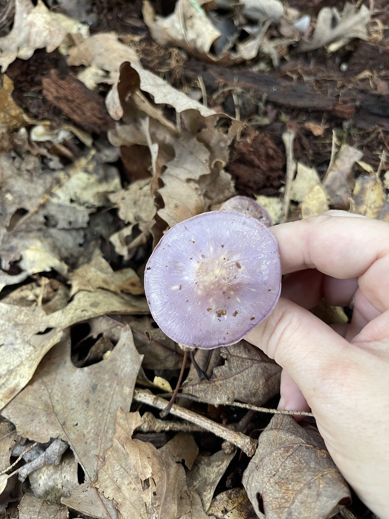 Viscid Violet Cort — additional field view 2