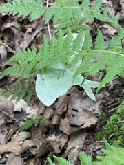 Powdery blue-green Luna Moth resting with its long hindwing tails visible