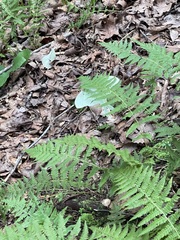 Blue-green Luna Moth sheltered beneath fern fronds among wet brown leaves