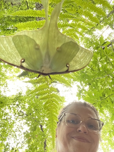 Luna Moth sheltering beneath a fern, its translucent green wings glowing above the photographer looking up through the leaves