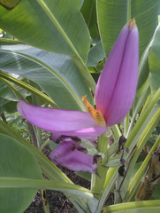 Musa ornata