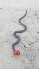 Diadophis punctatus vandenburgii