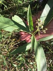 Solanum glaucophyllum