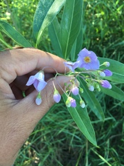 Solanum glaucophyllum