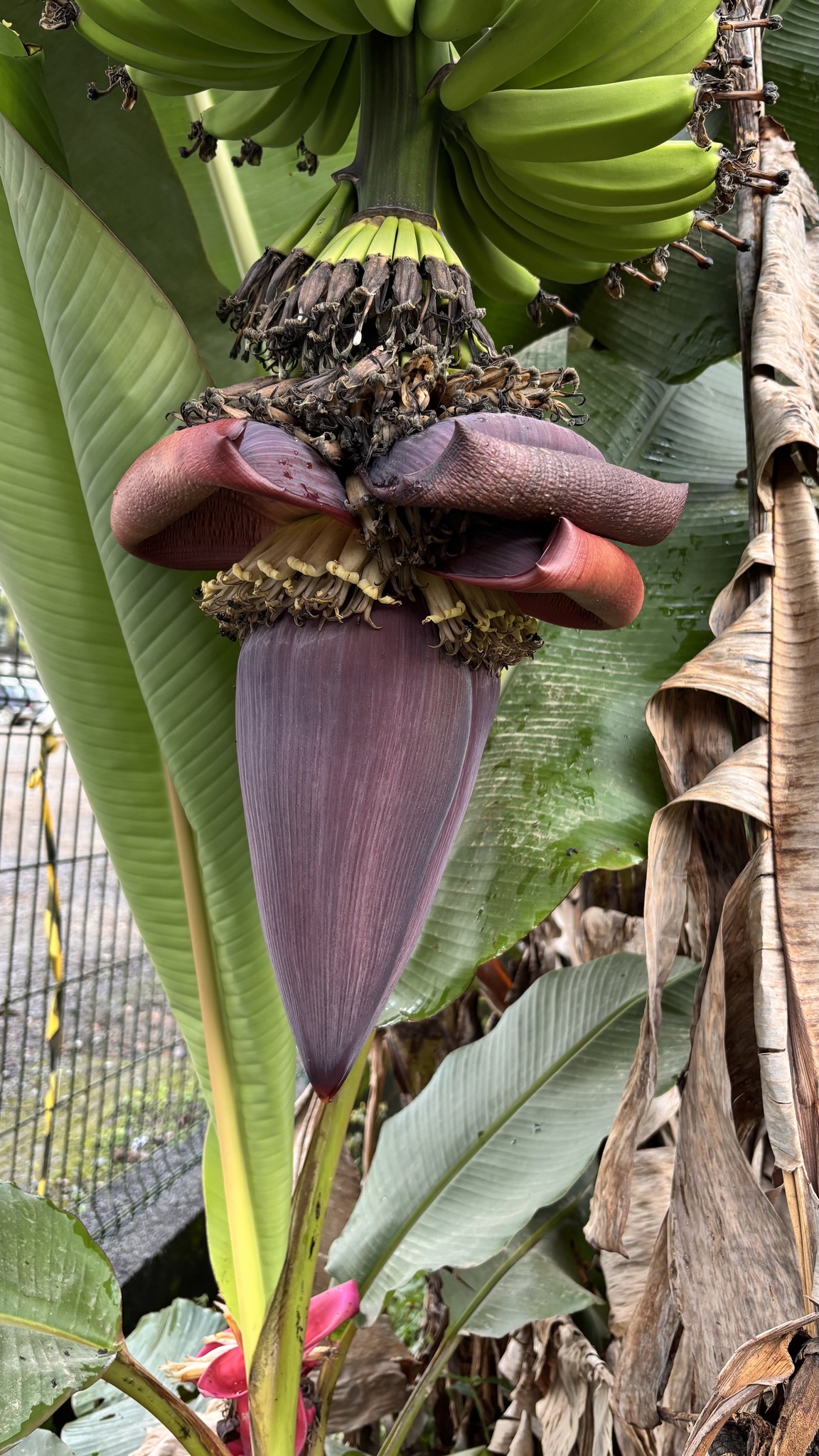 Musa × paradisiaca L. 2