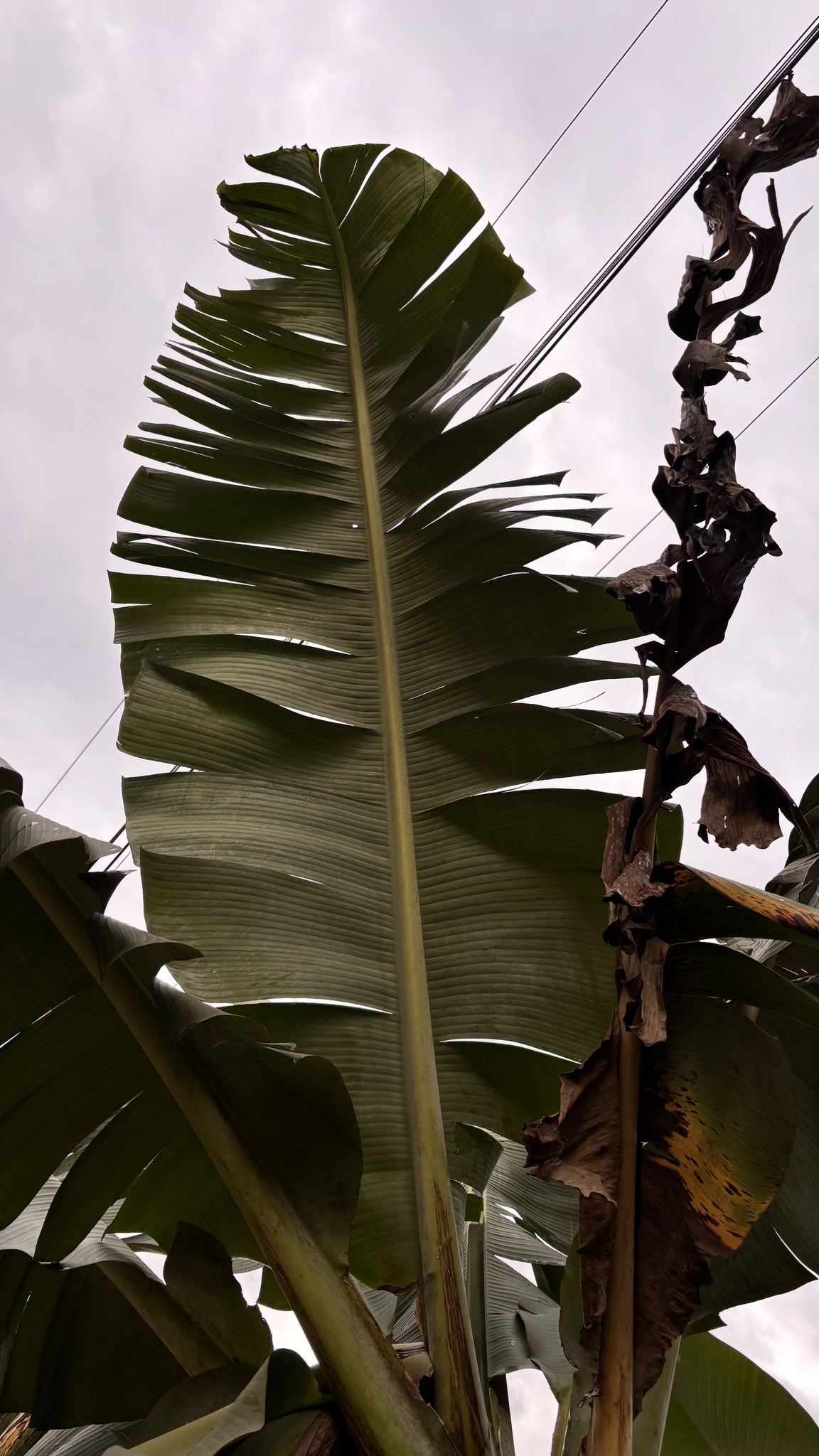 Musa × paradisiaca L. 3