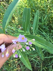 Solanum glaucophyllum
