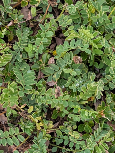Alpine Milkvetch