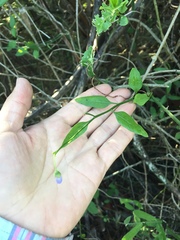 Solanum amygdalifolium