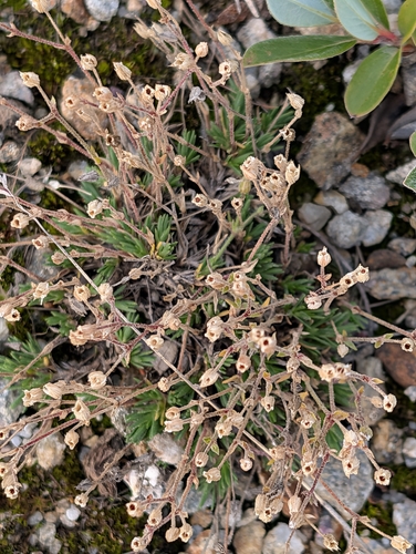 Beautiful Sandwort